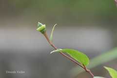 Azanza lampas